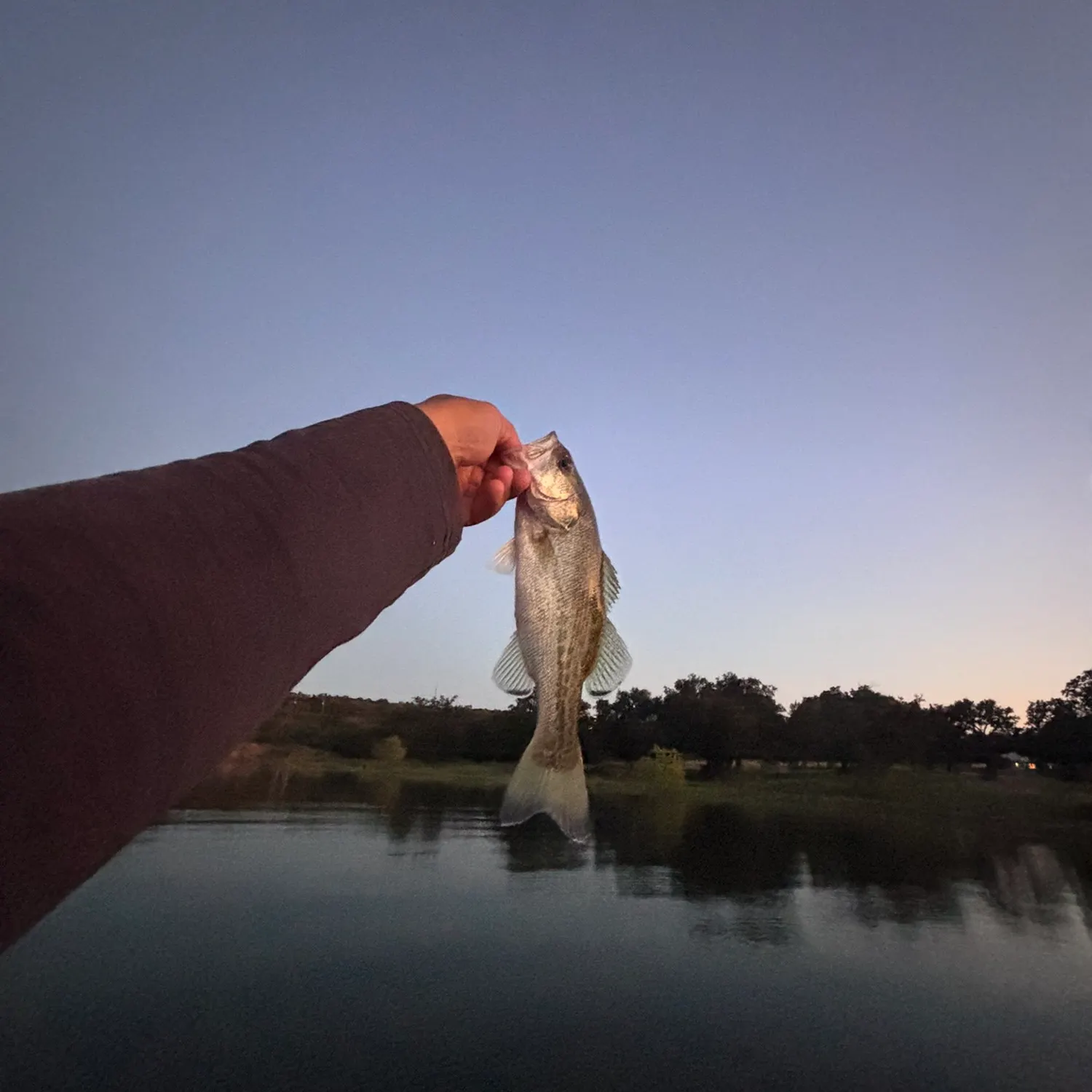 Striped bass caught on Fishbrain