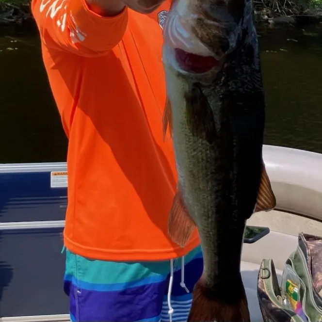 Largemouth bass caught on Fishbrain