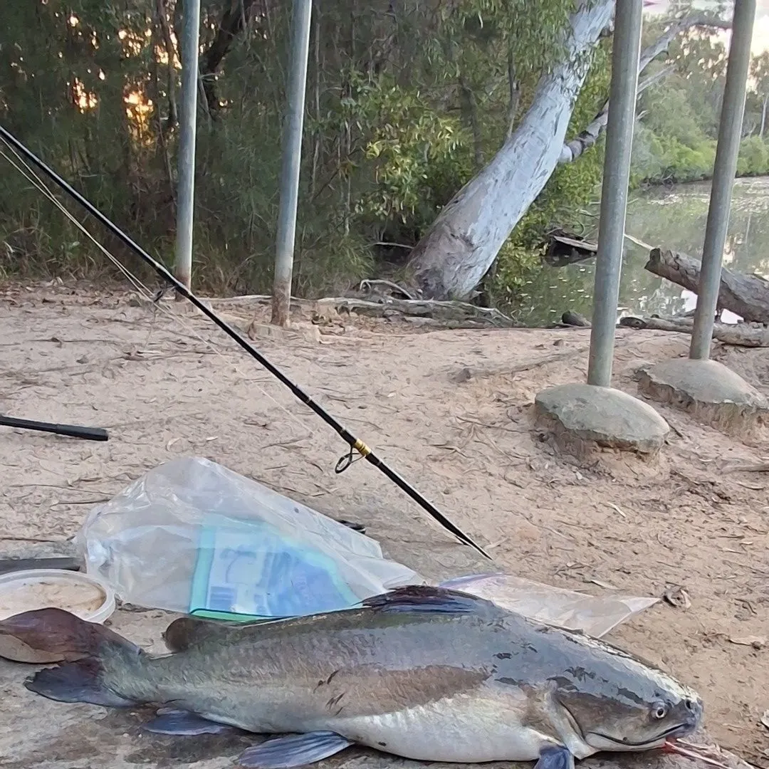 The most recent Blue salmon catfish catches on Fishbrain