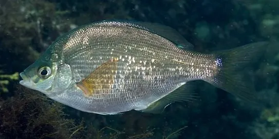 Temminck's surfperch