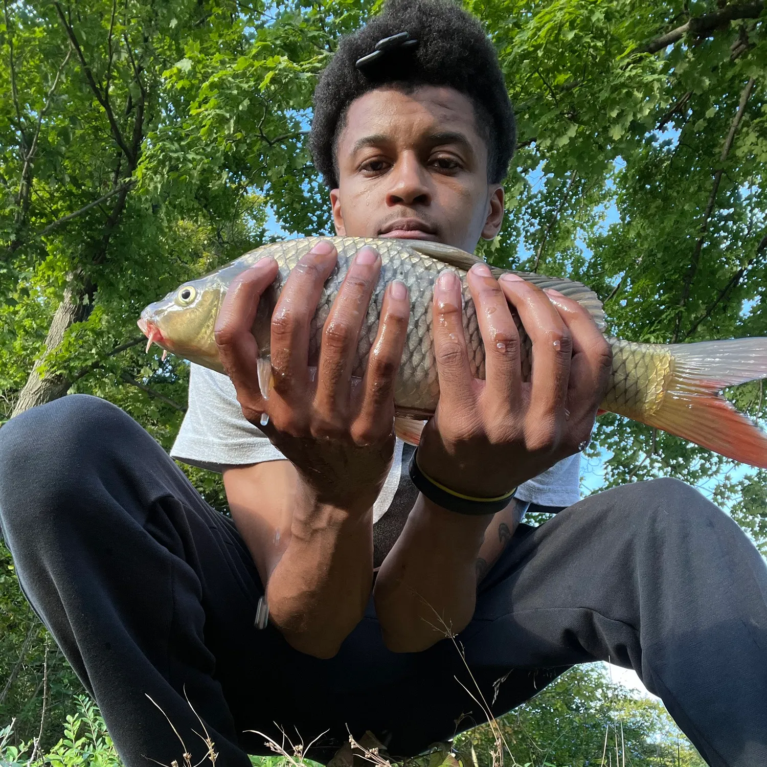 Common carp caught on Fishbrain