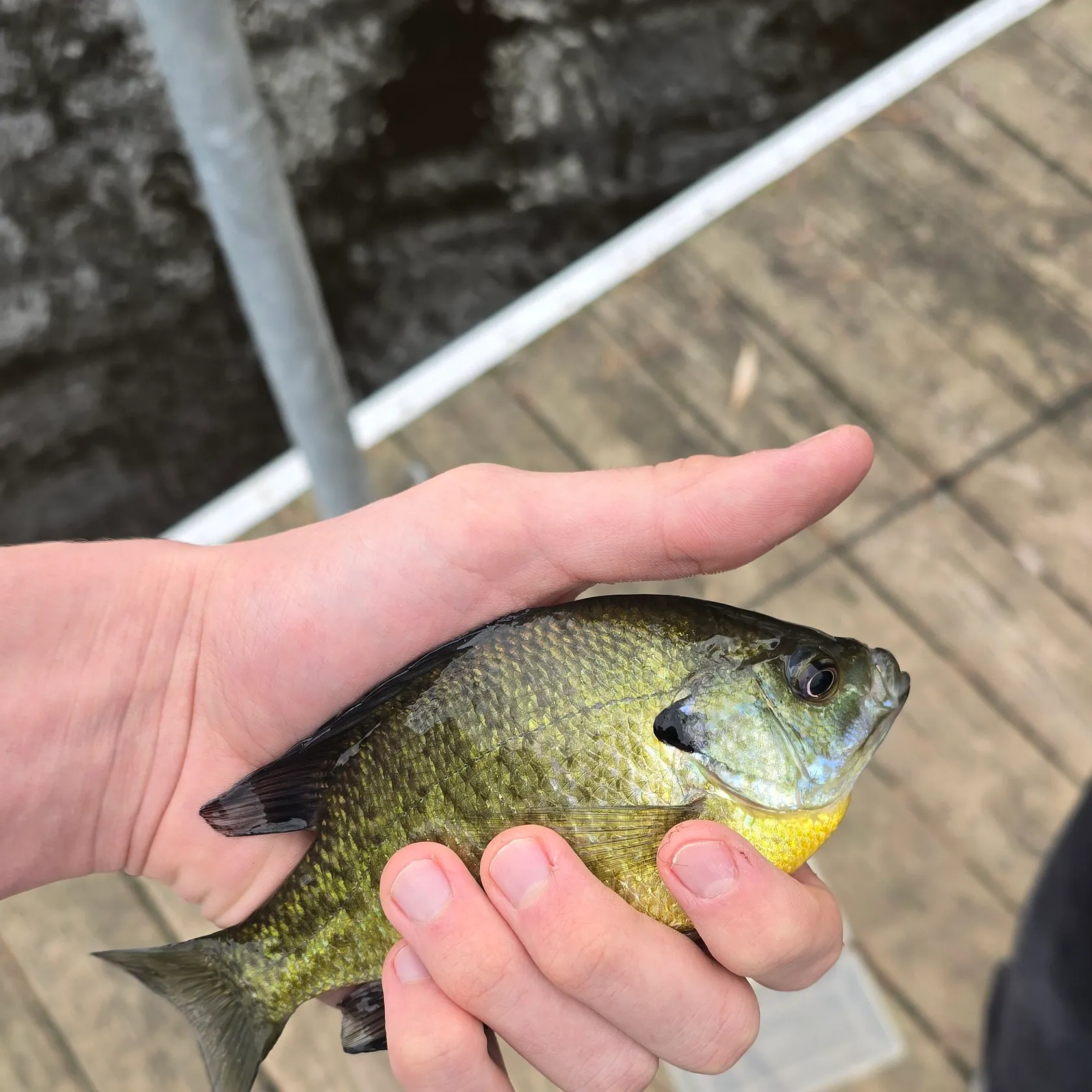 Bluegill caught on Fishbrain
