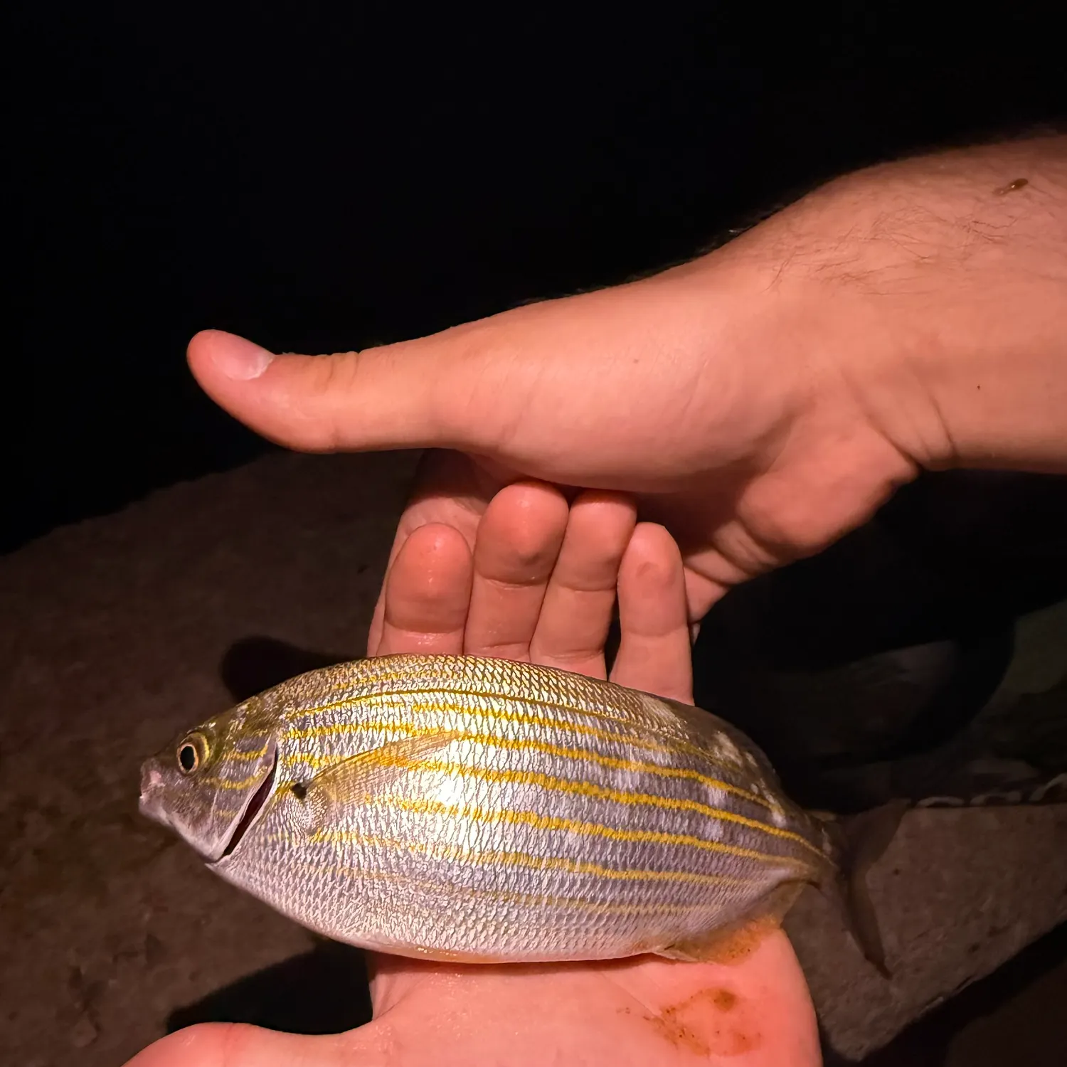 Salema porgy caught on Fishbrain