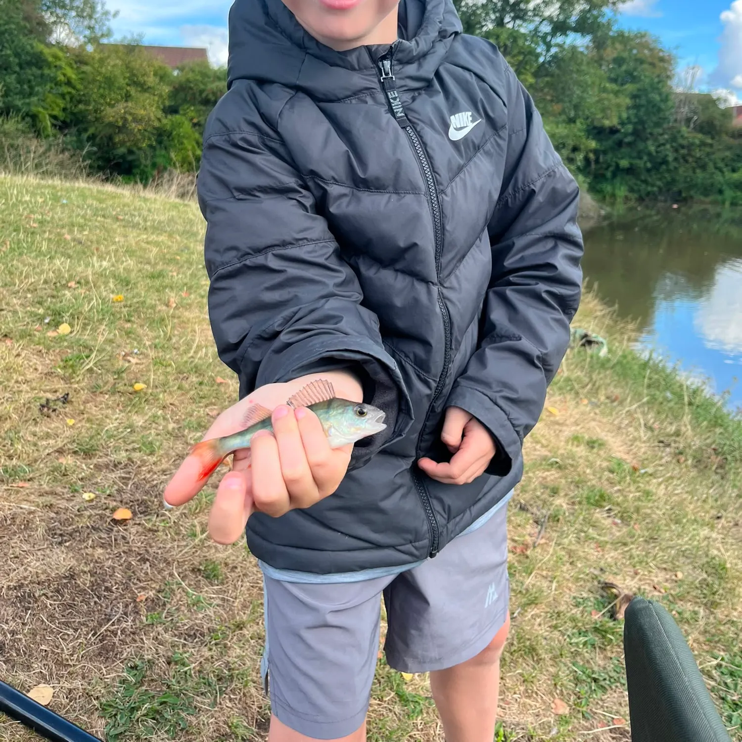 European perch caught on Fishbrain