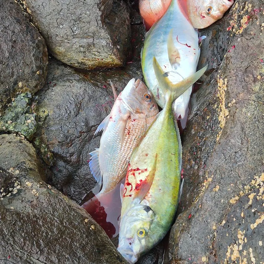 The most recent Bluefin trevally catches on Fishbrain