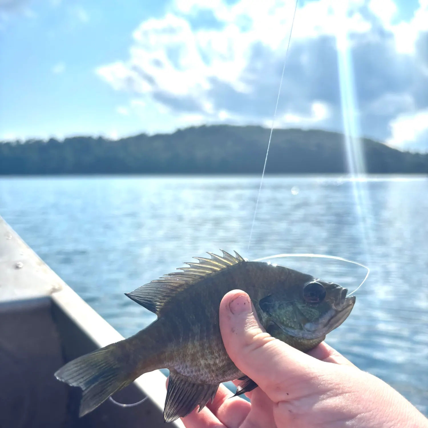 The most recent Bluegill catches on Fishbrain