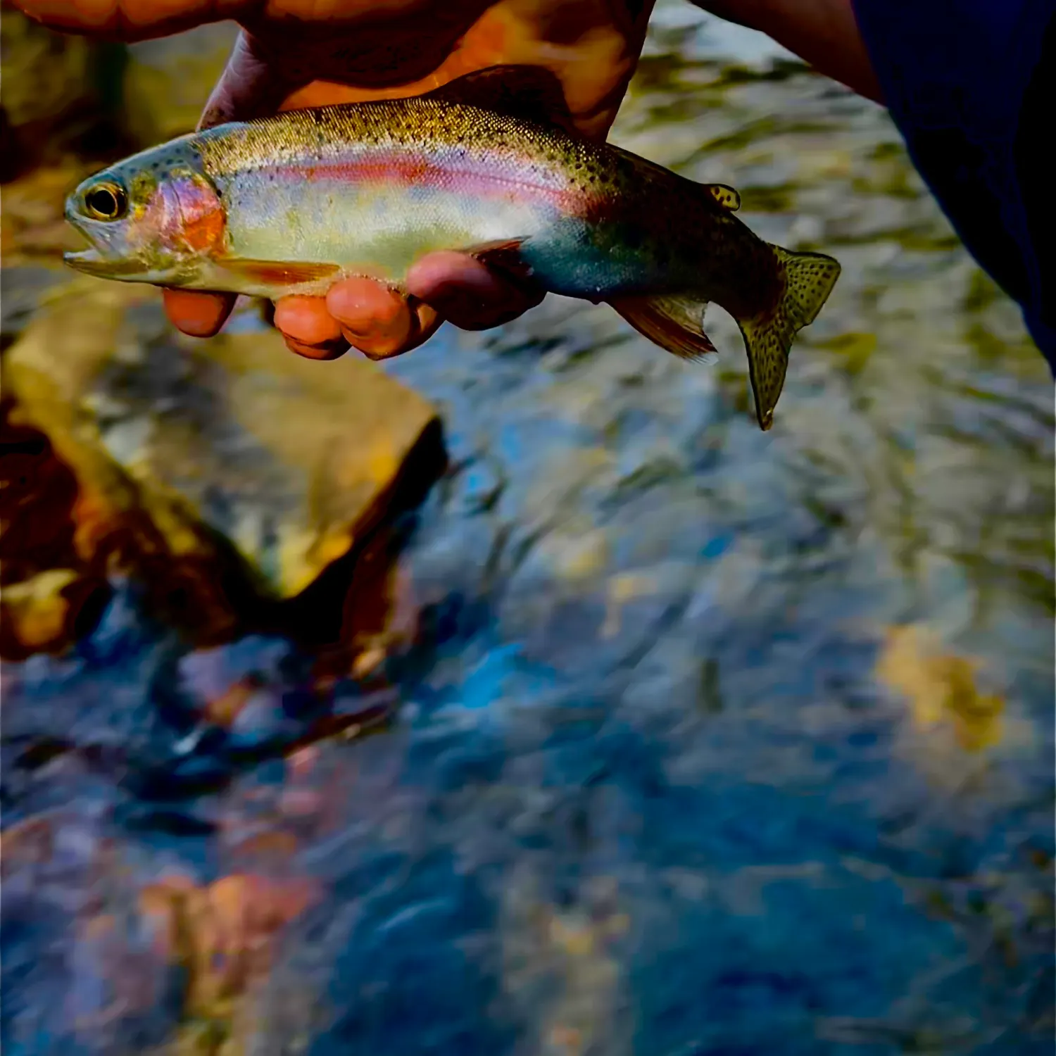 Rainbow trout caught on Fishbrain