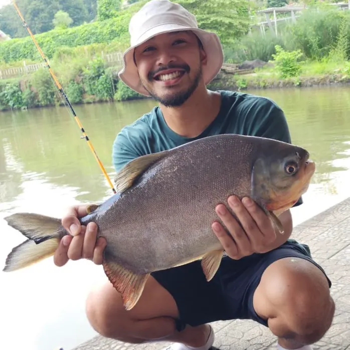 The most recent Red-bellied pacu catches on Fishbrain