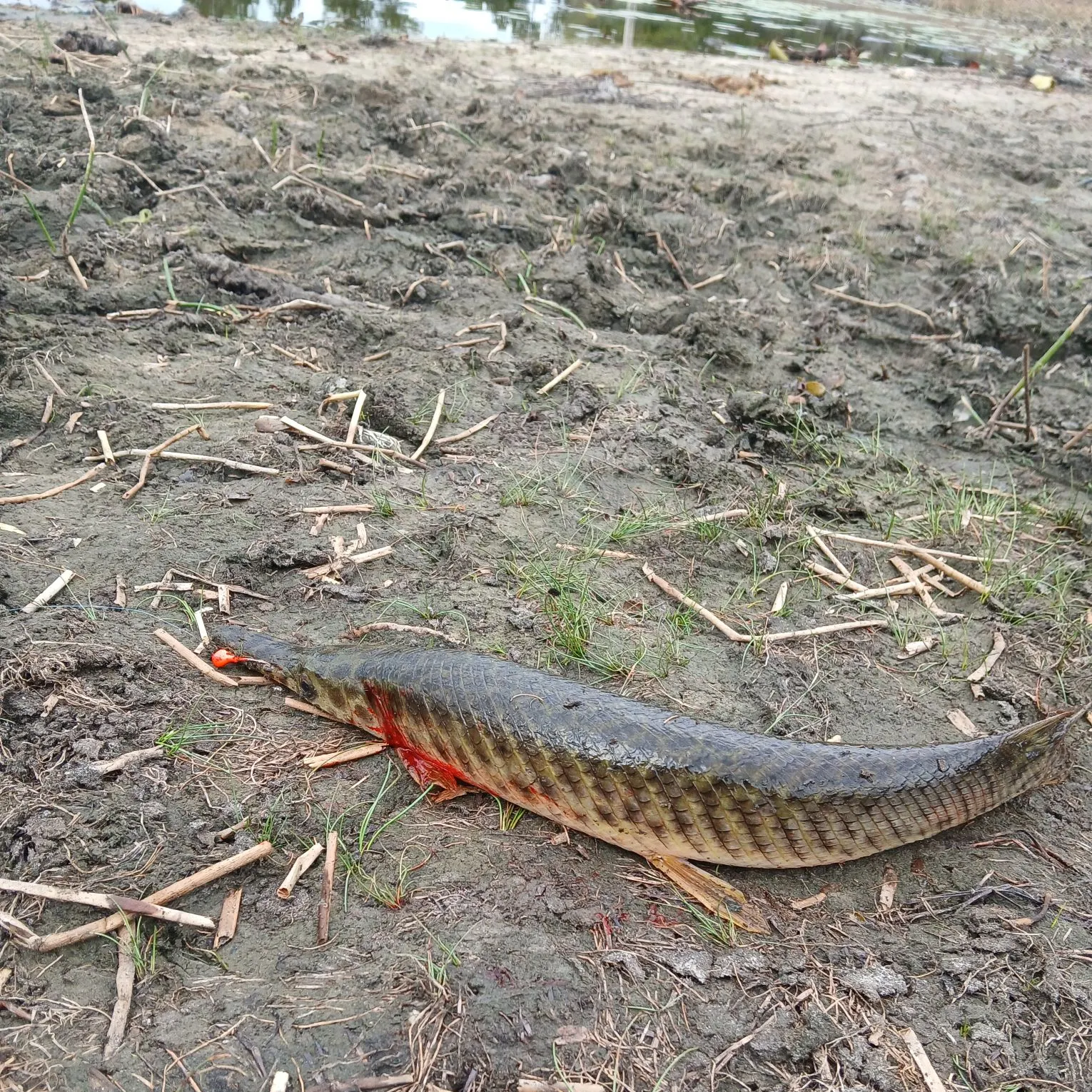 The most recent Florida gar catches on Fishbrain