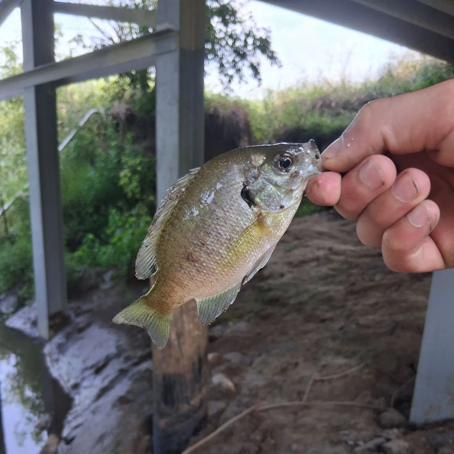 Bluegill caught on Fishbrain