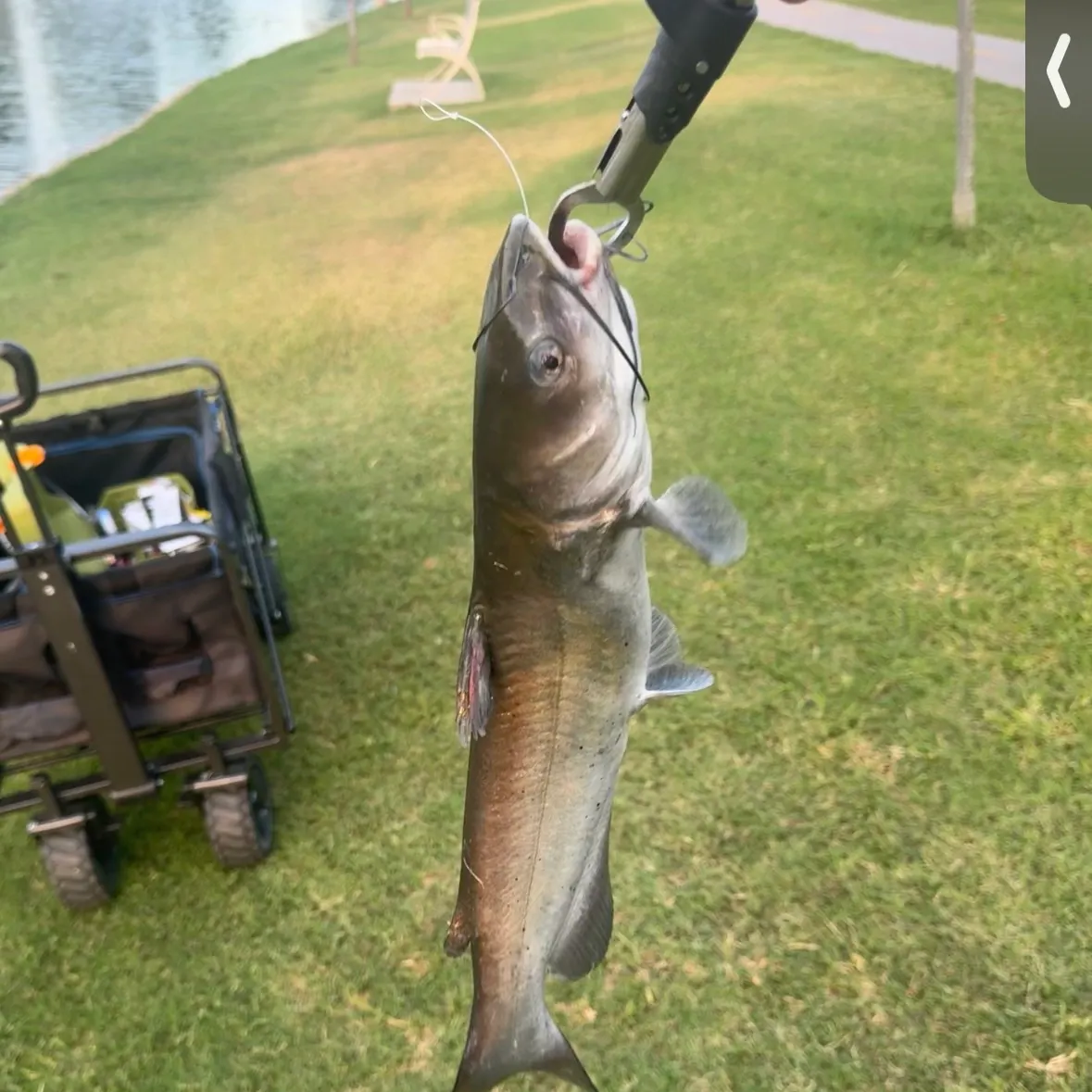 Channel catfish caught on Fishbrain