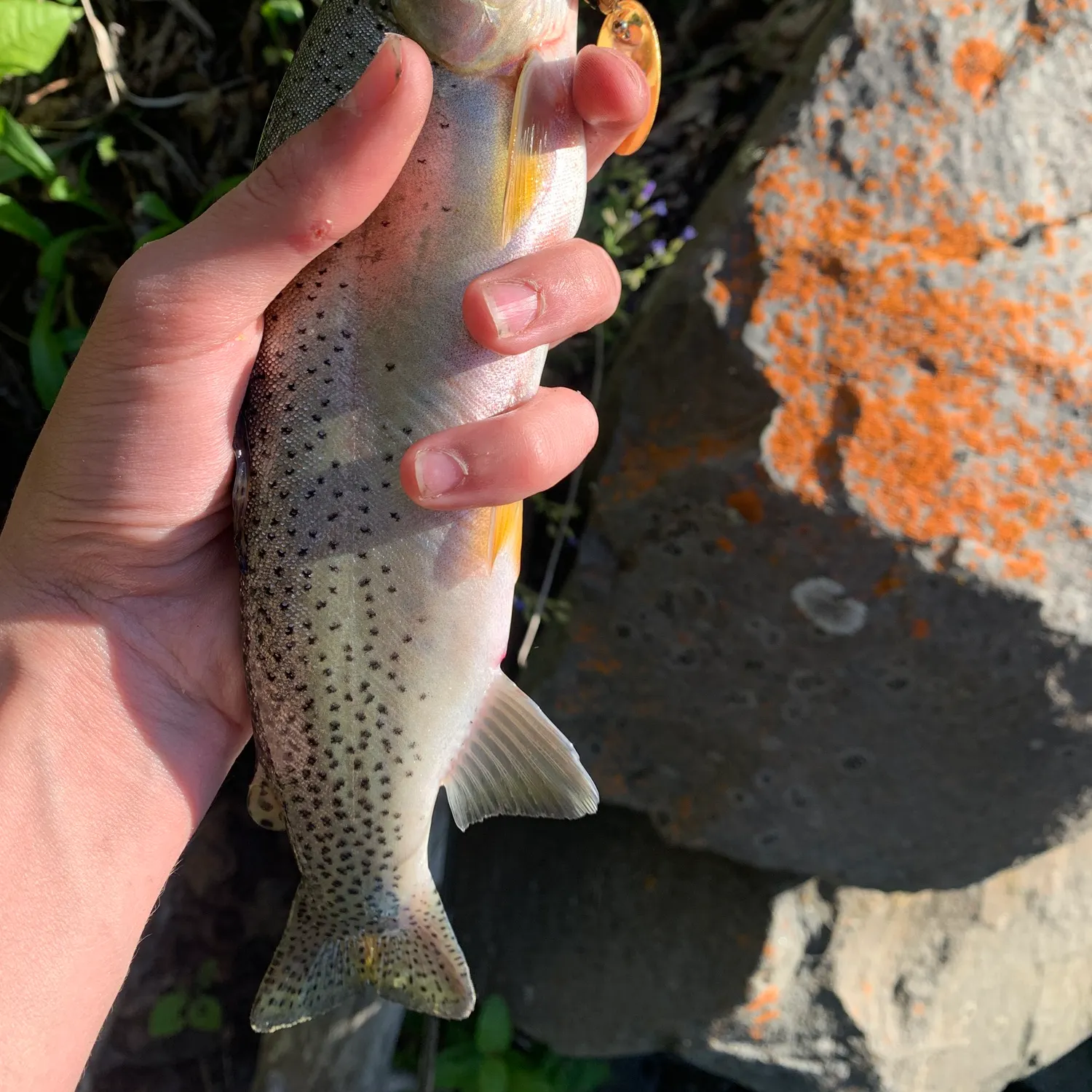 The most recent Westlope cutthroat trout catches on Fishbrain