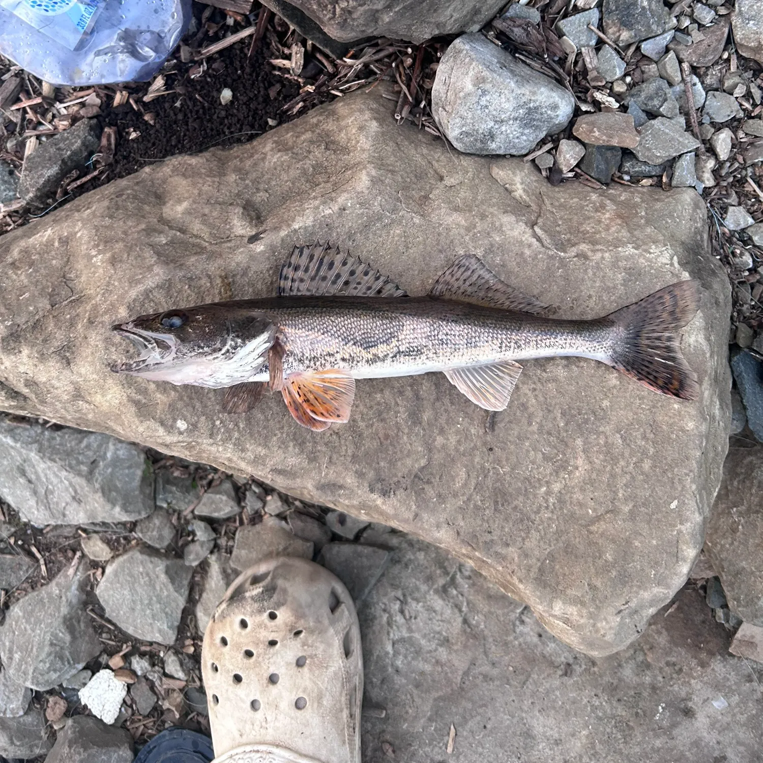 The most recent Saugeye catches on Fishbrain