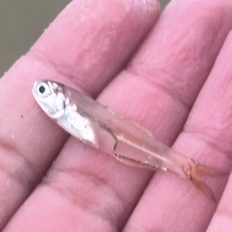The most recent Bay anchovy catches on Fishbrain