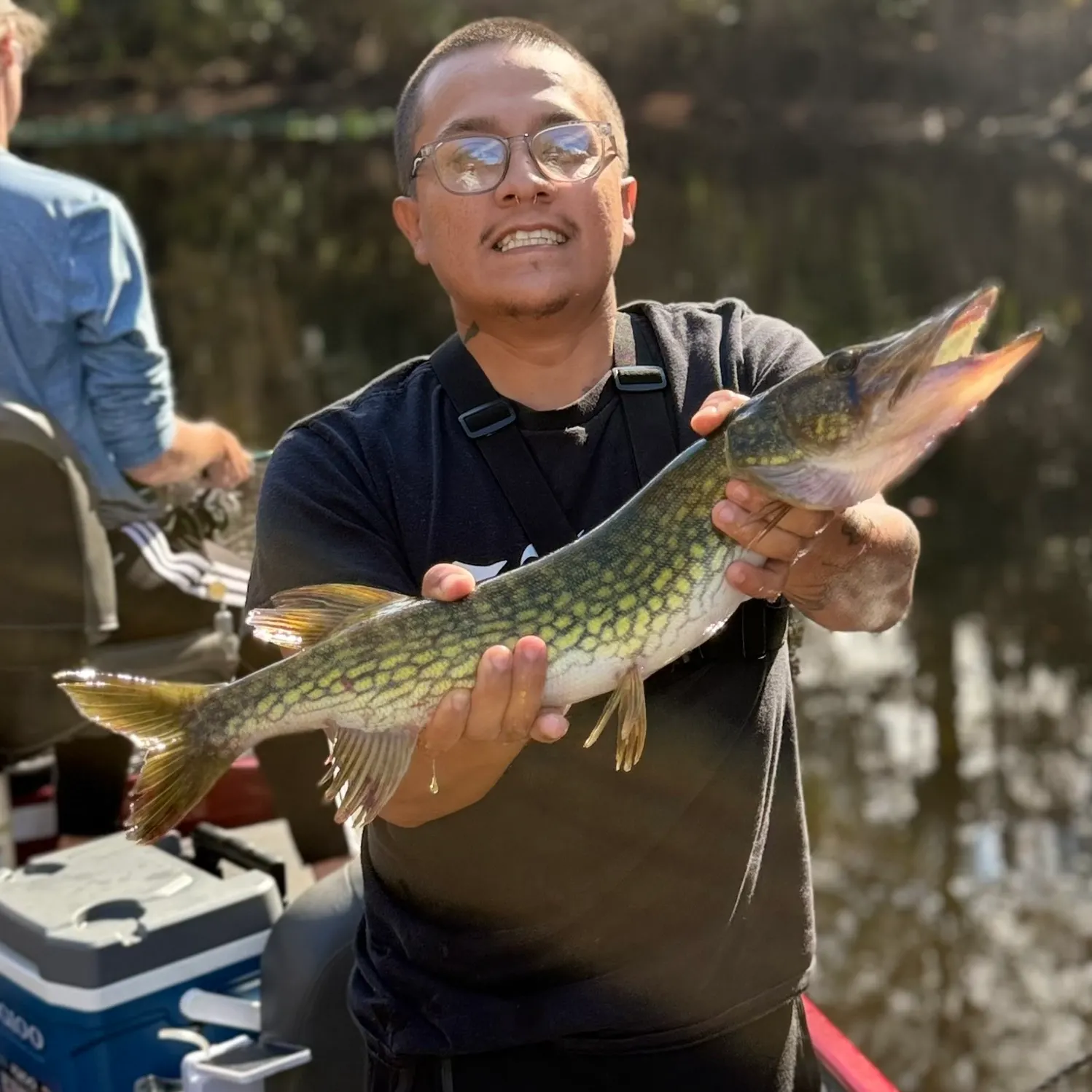 The most recent Chain pickerel catches on Fishbrain