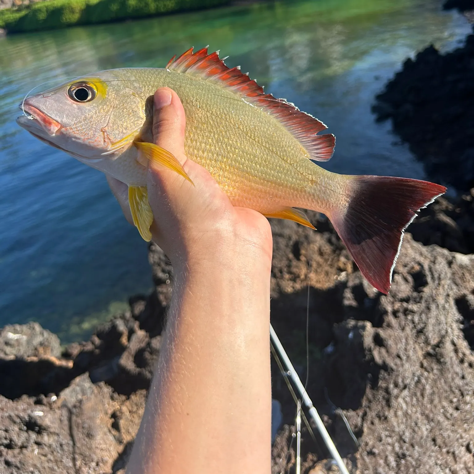 The most recent Blacktail snapper catches on Fishbrain