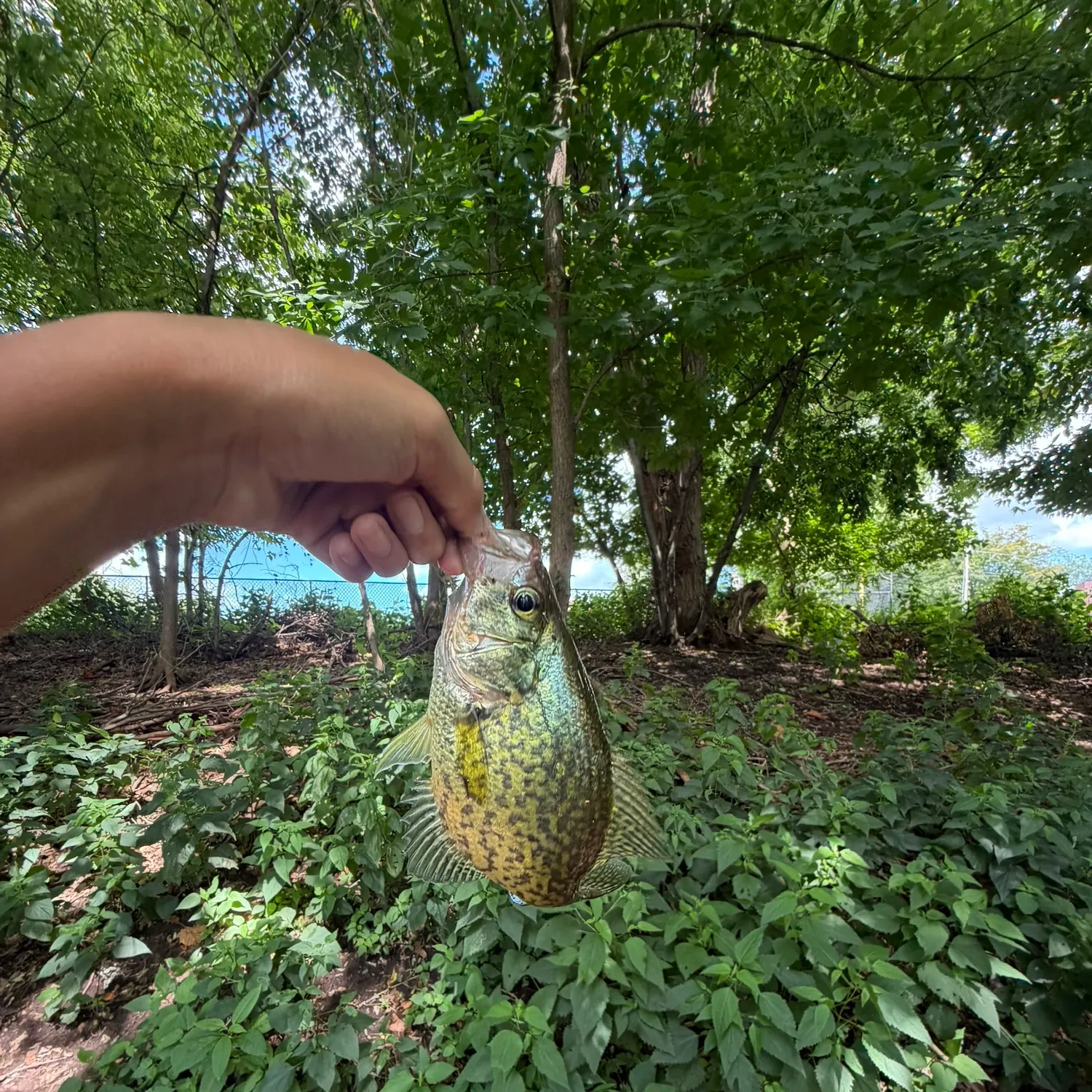 Black crappie caught on Fishbrain