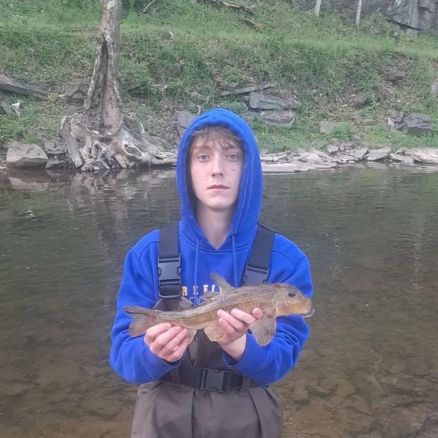 The most recent Northern hogsucker catches on Fishbrain