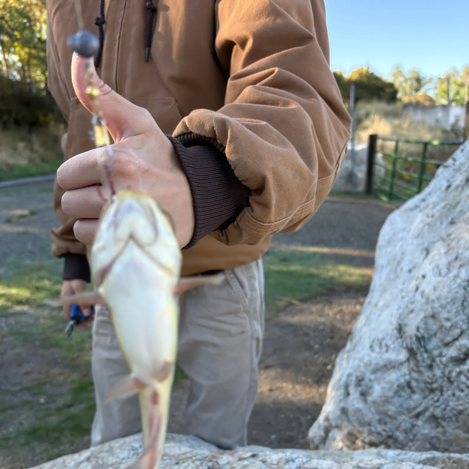 Fish caught on Fishbrain