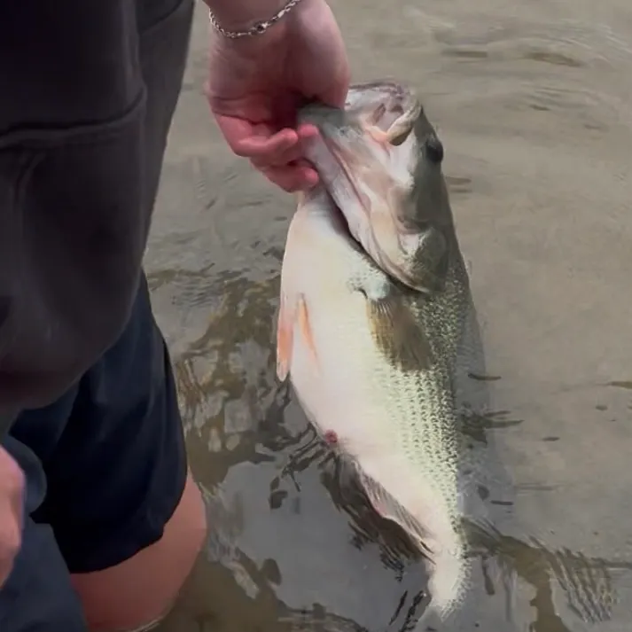 Largemouth bass caught on Fishbrain