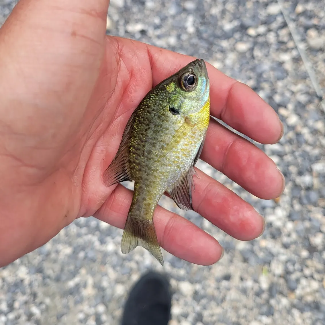 Bluegill caught on Fishbrain