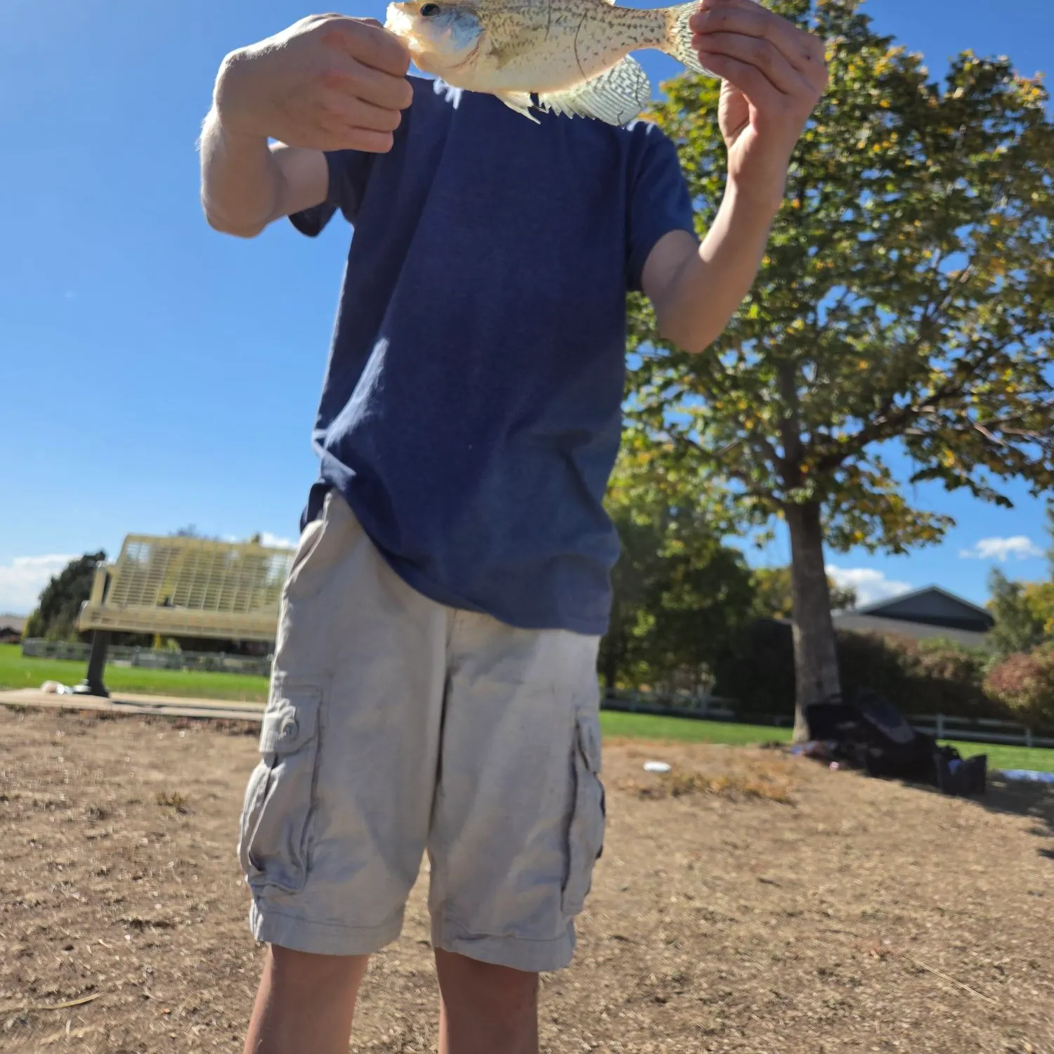White crappie caught on Fishbrain