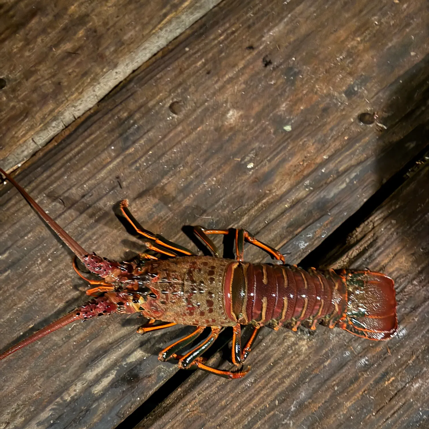 California spiny lobster caught on Fishbrain