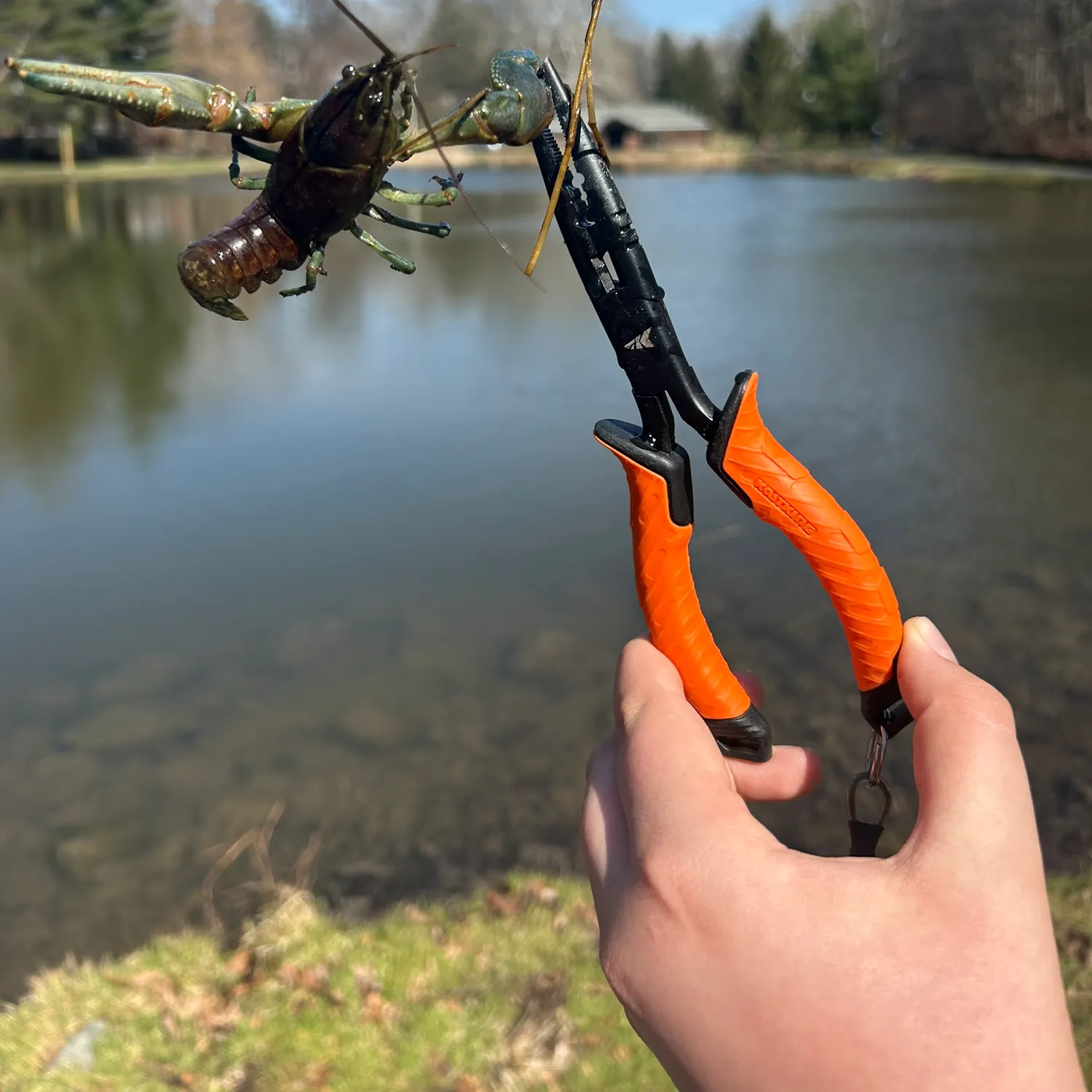 The most recent Signal crayfish catches on Fishbrain