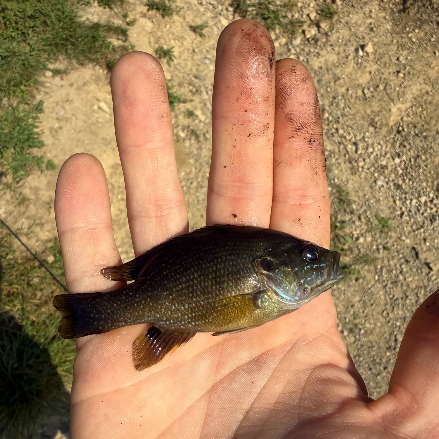 Green sunfish caught on Fishbrain