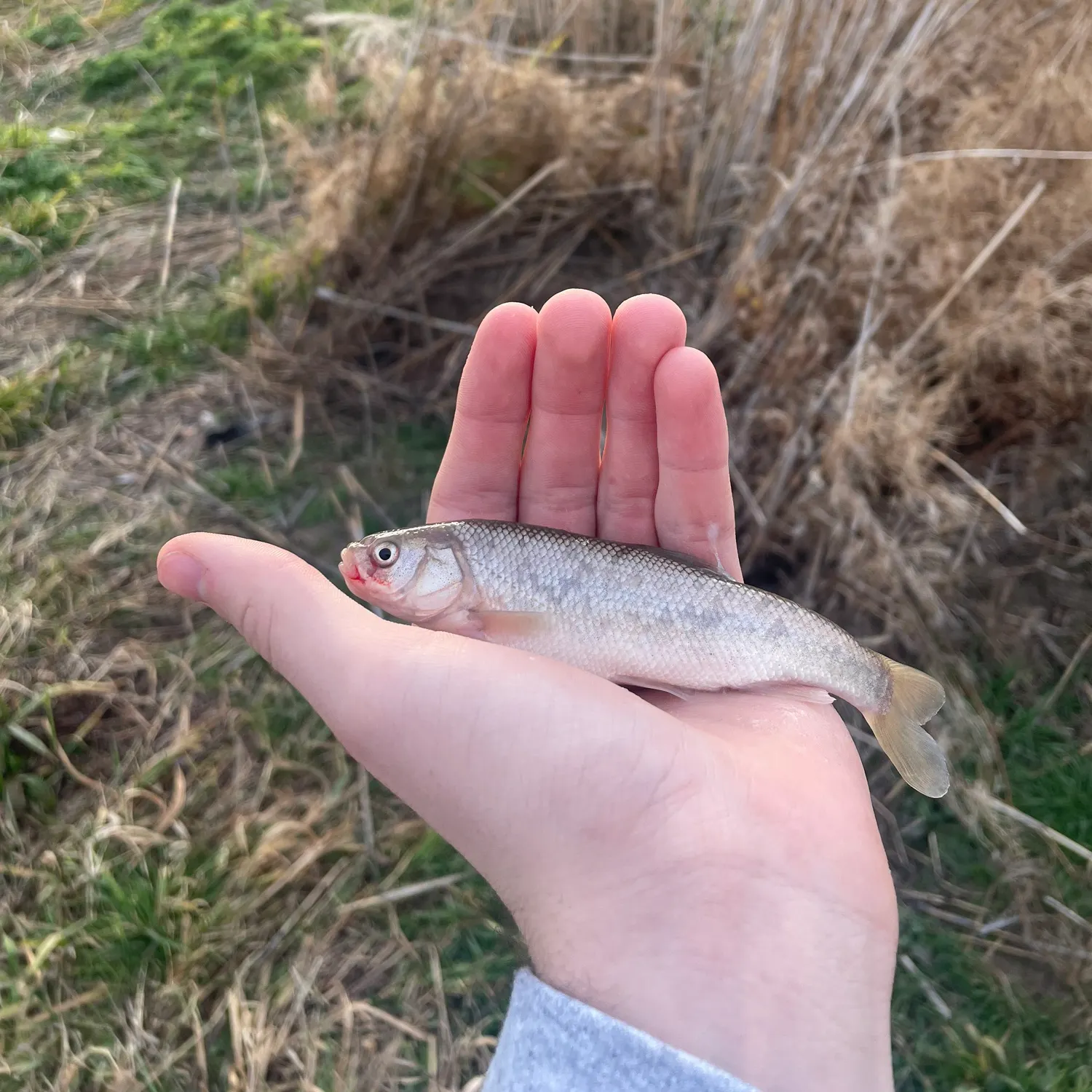 The most recent Utah chub catches on Fishbrain
