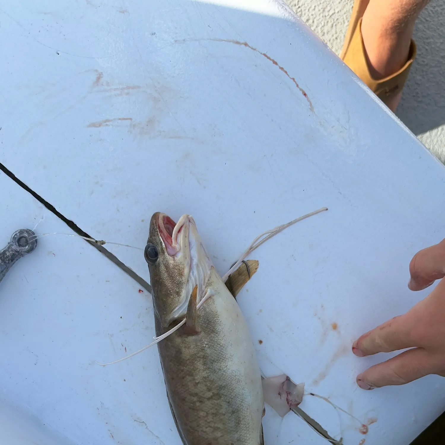 The most recent Lingcod catches on Fishbrain