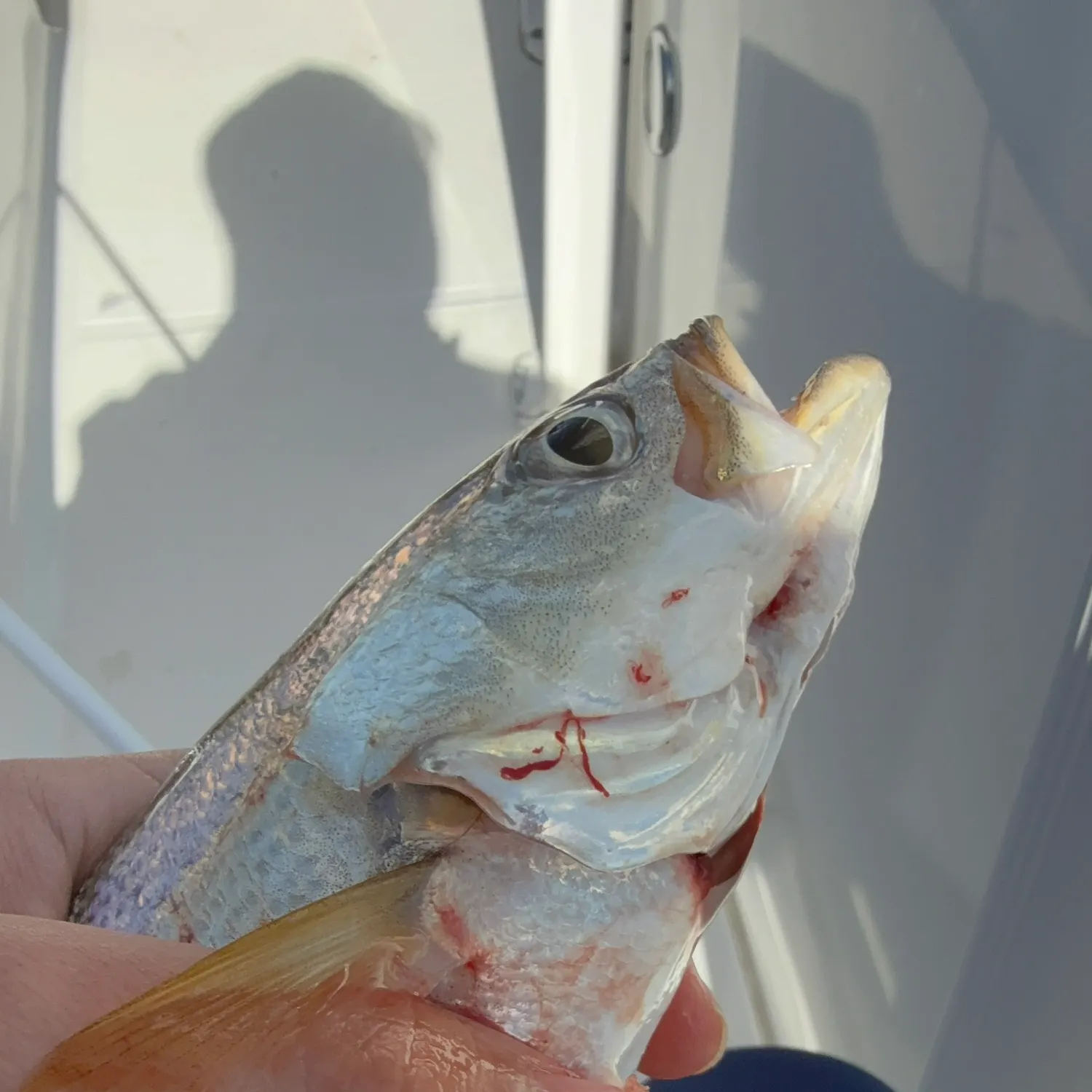 The most recent Gray weakfish catches on Fishbrain