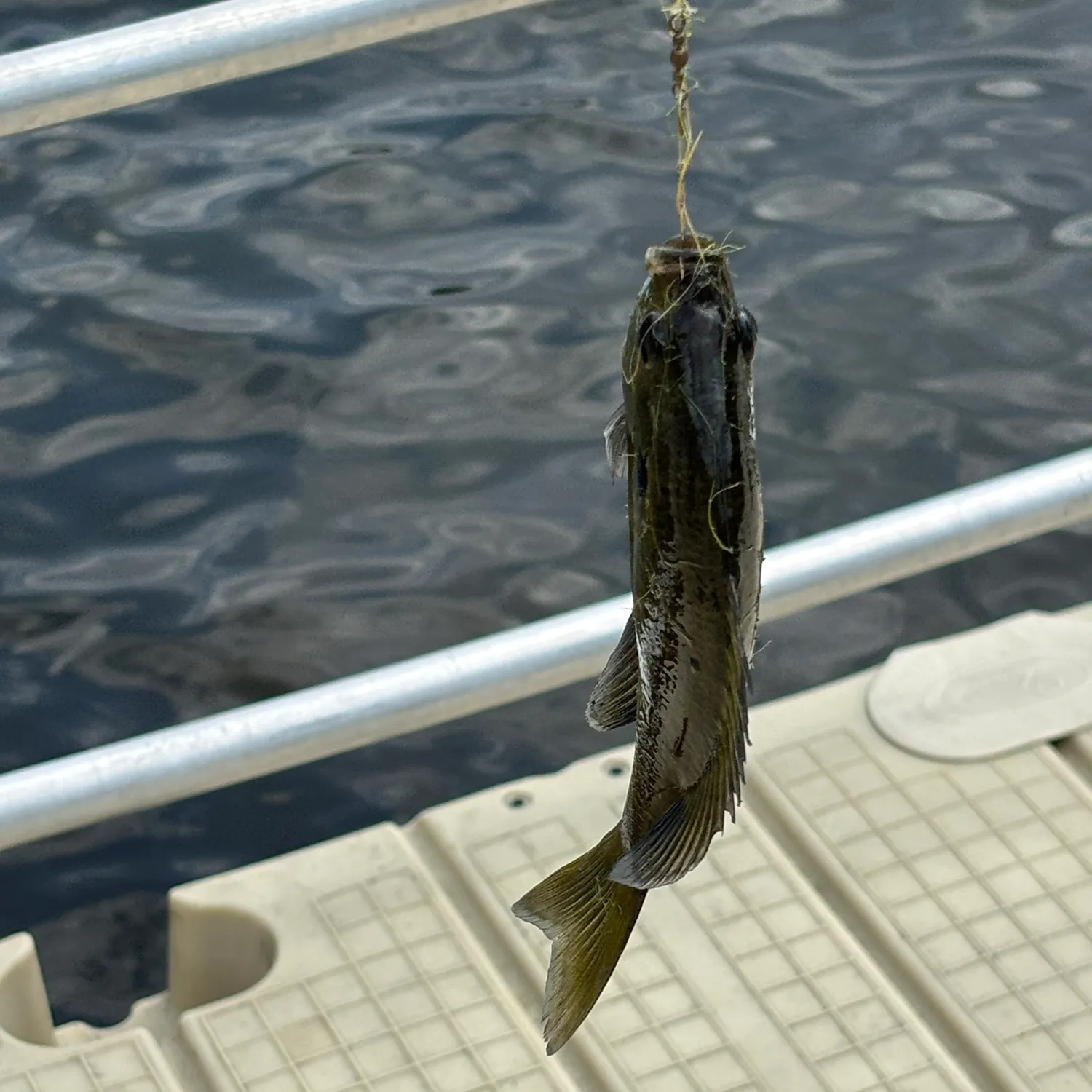 Fish caught on Fishbrain