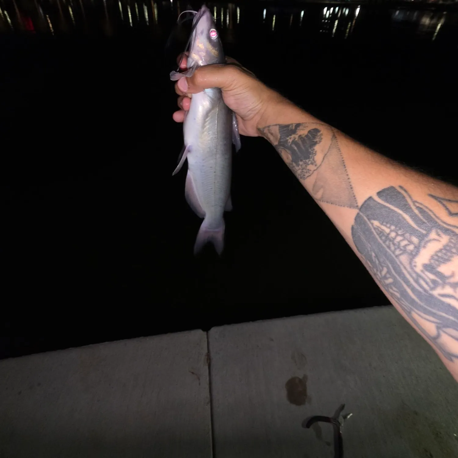 Channel catfish caught on Fishbrain