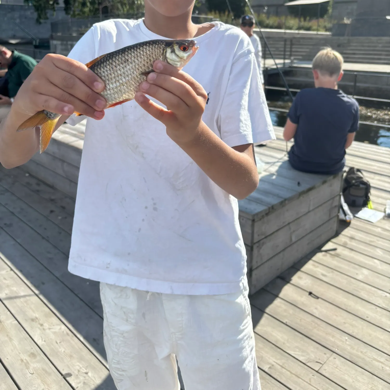 Common roach caught on Fishbrain