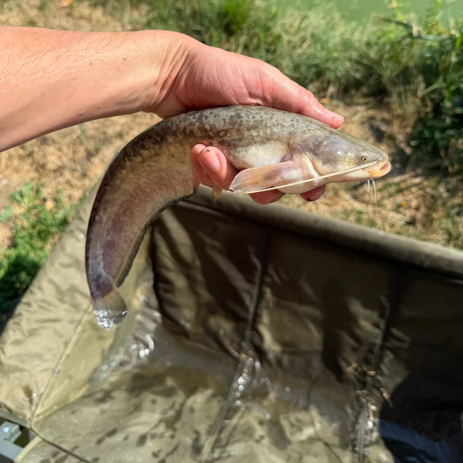 The most recent Wels catfish catches on Fishbrain