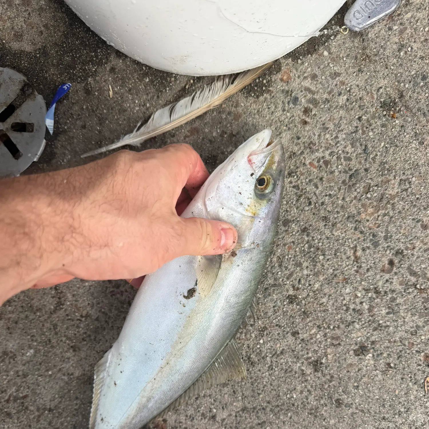 California yellowtail amberjack caught on Fishbrain