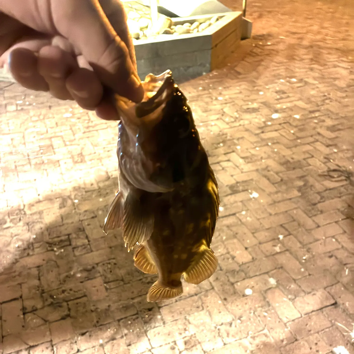 The most recent Grass rockfish catches on Fishbrain