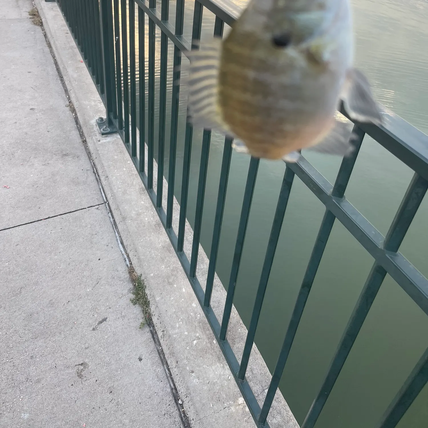 Bluegill caught on Fishbrain