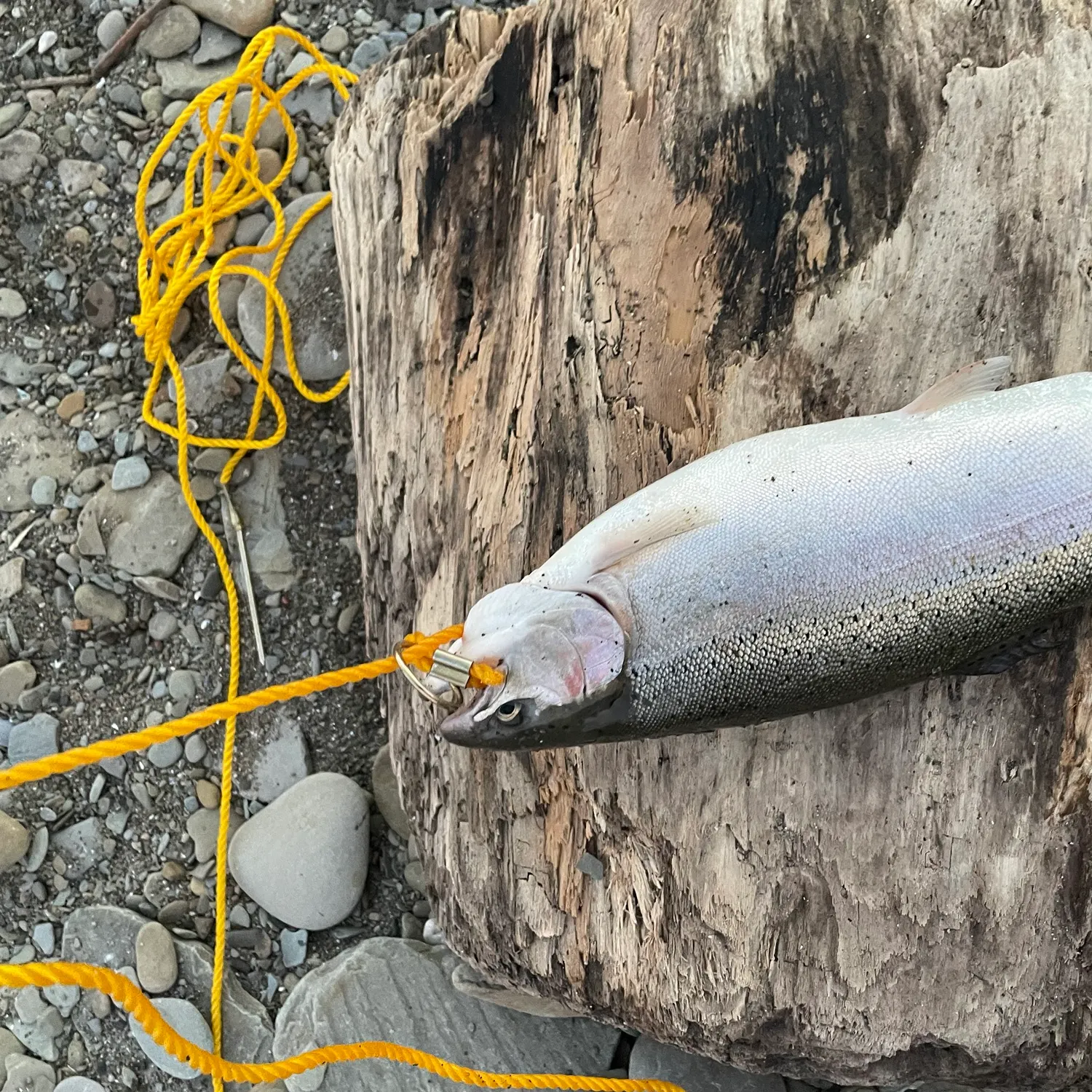 Steelhead caught on Fishbrain