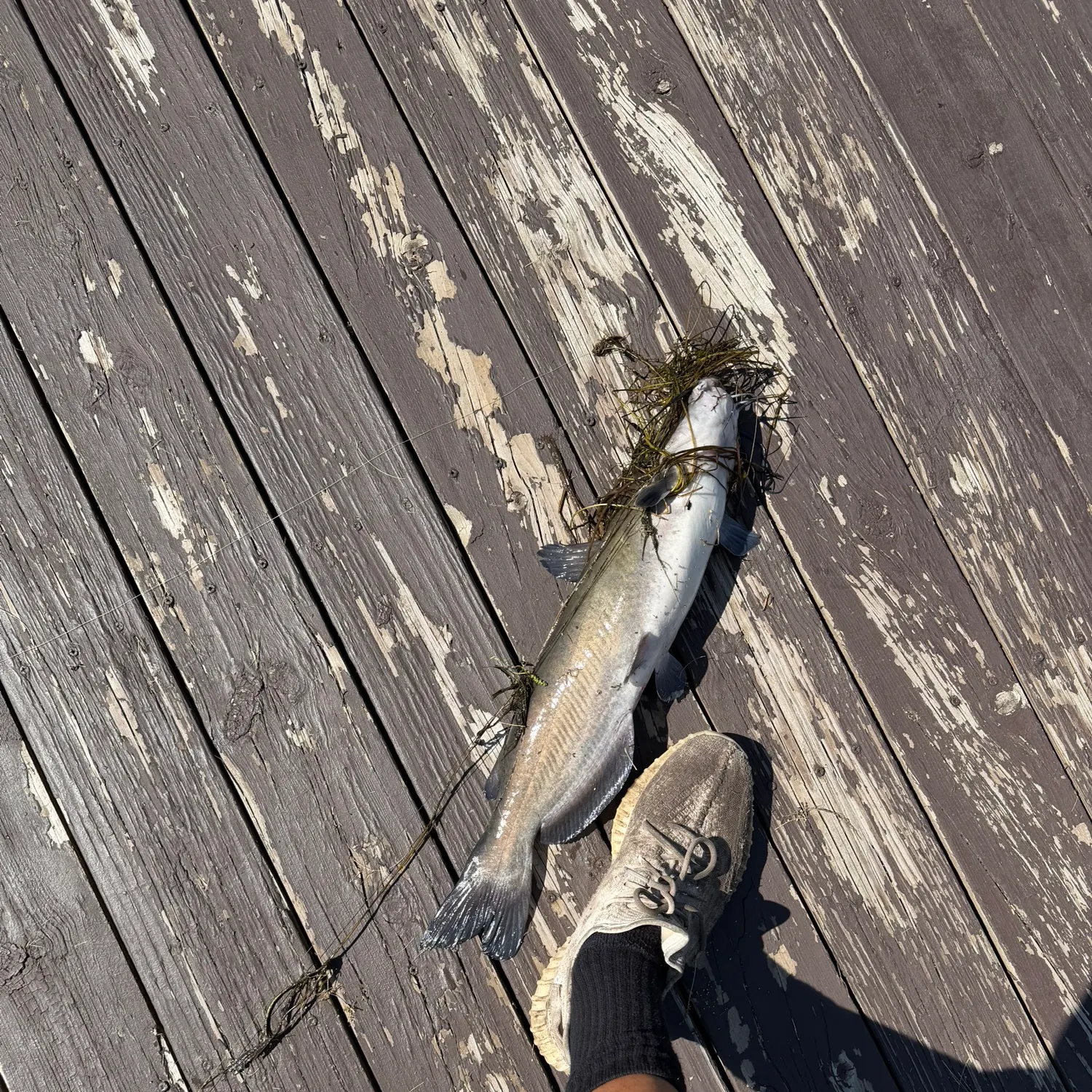 Channel catfish caught on Fishbrain