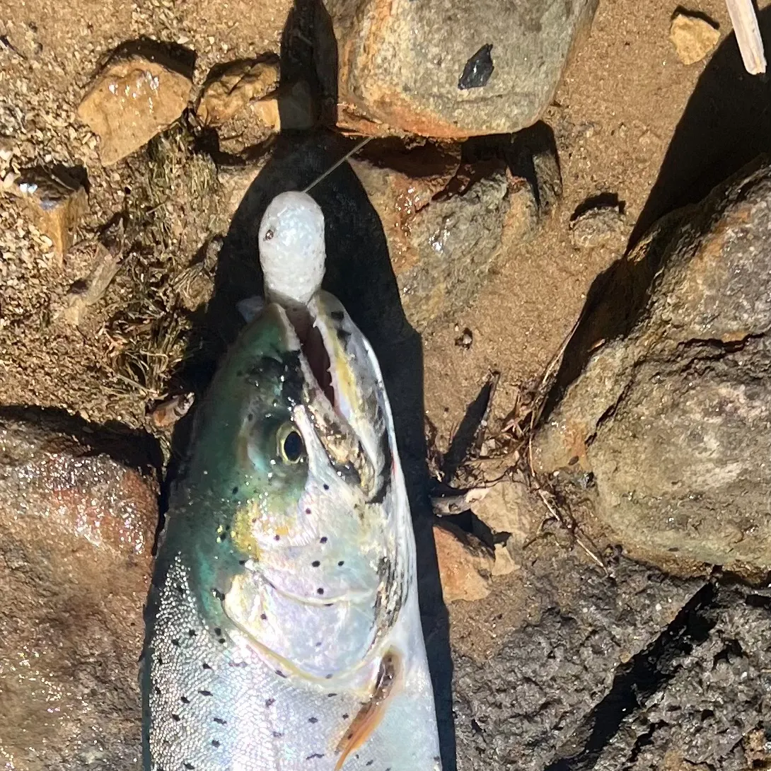 The most recent Bear Lake cutthroat trout catches on Fishbrain