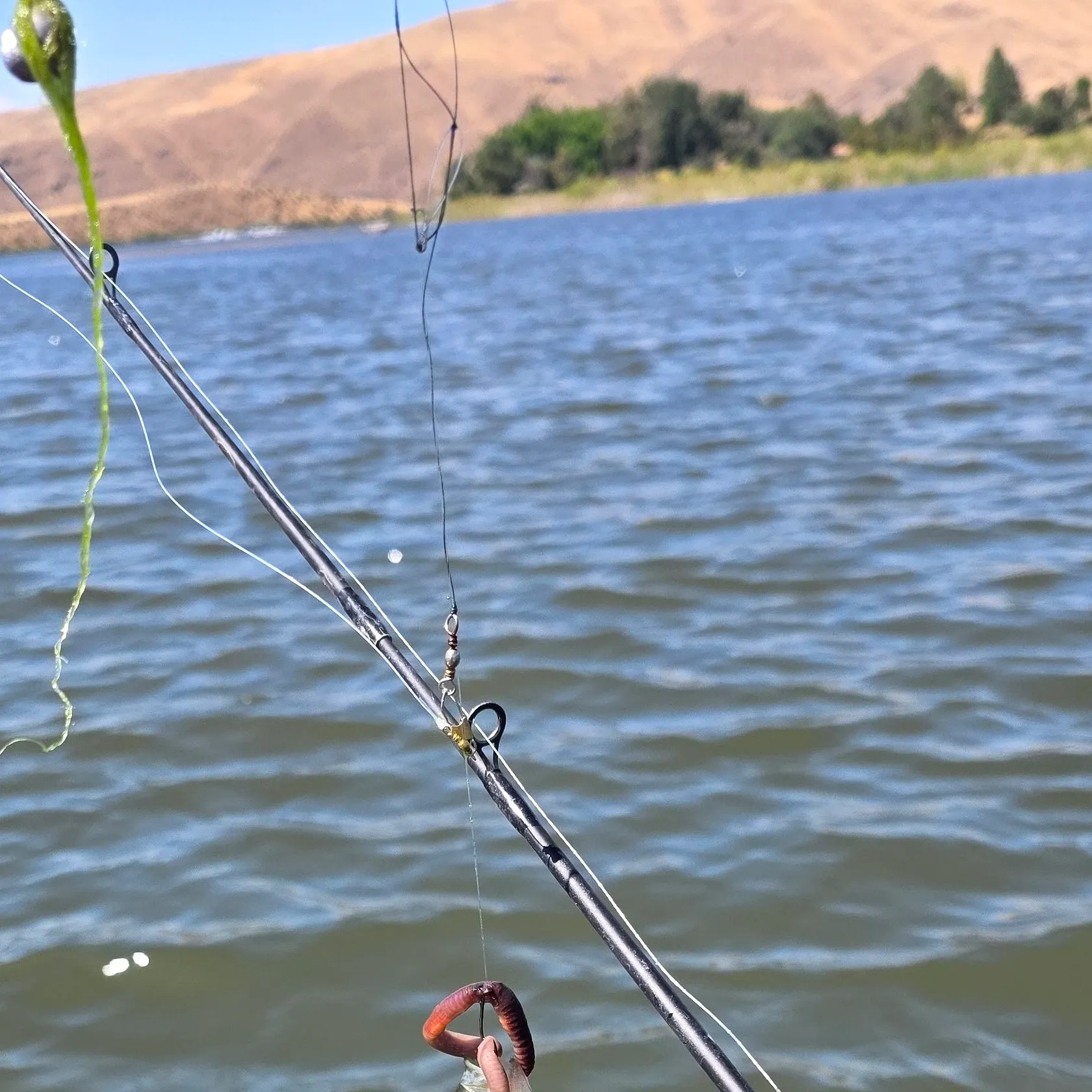 Yellow perch caught on Fishbrain