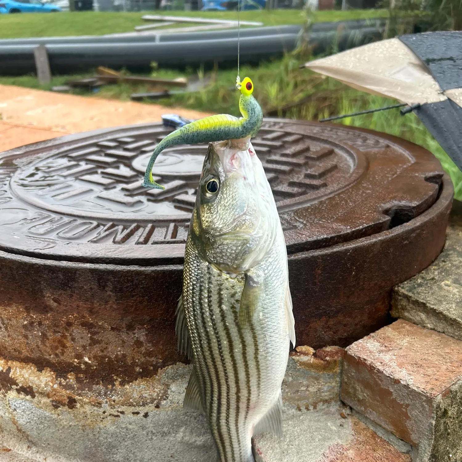 Striped bass caught on Fishbrain