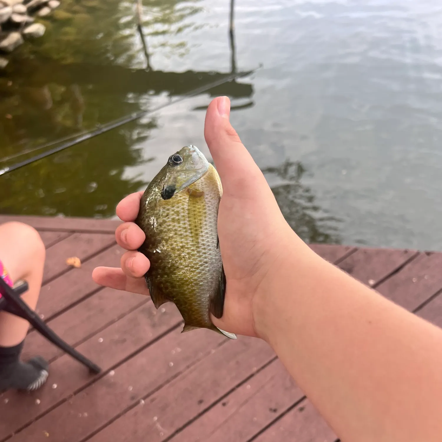 Bluegill caught on Fishbrain