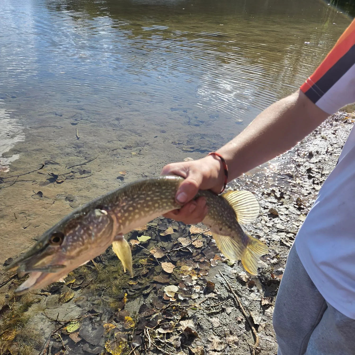 Northern pike caught on Fishbrain