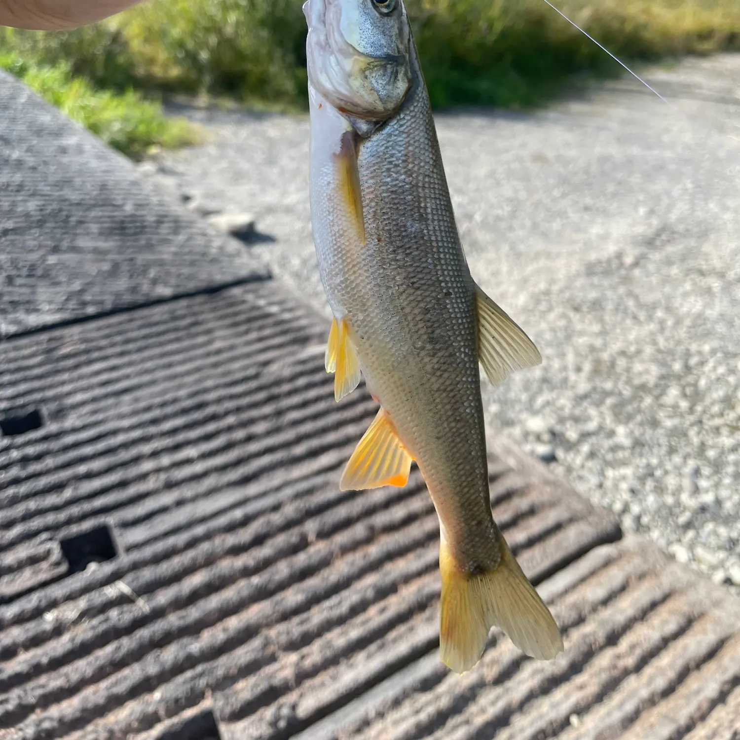 Northern pikeminnow caught on Fishbrain