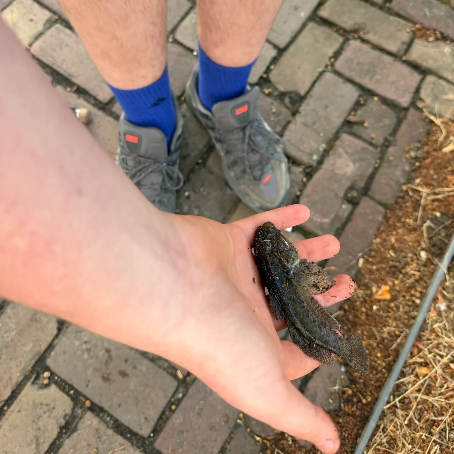 Round goby caught on Fishbrain