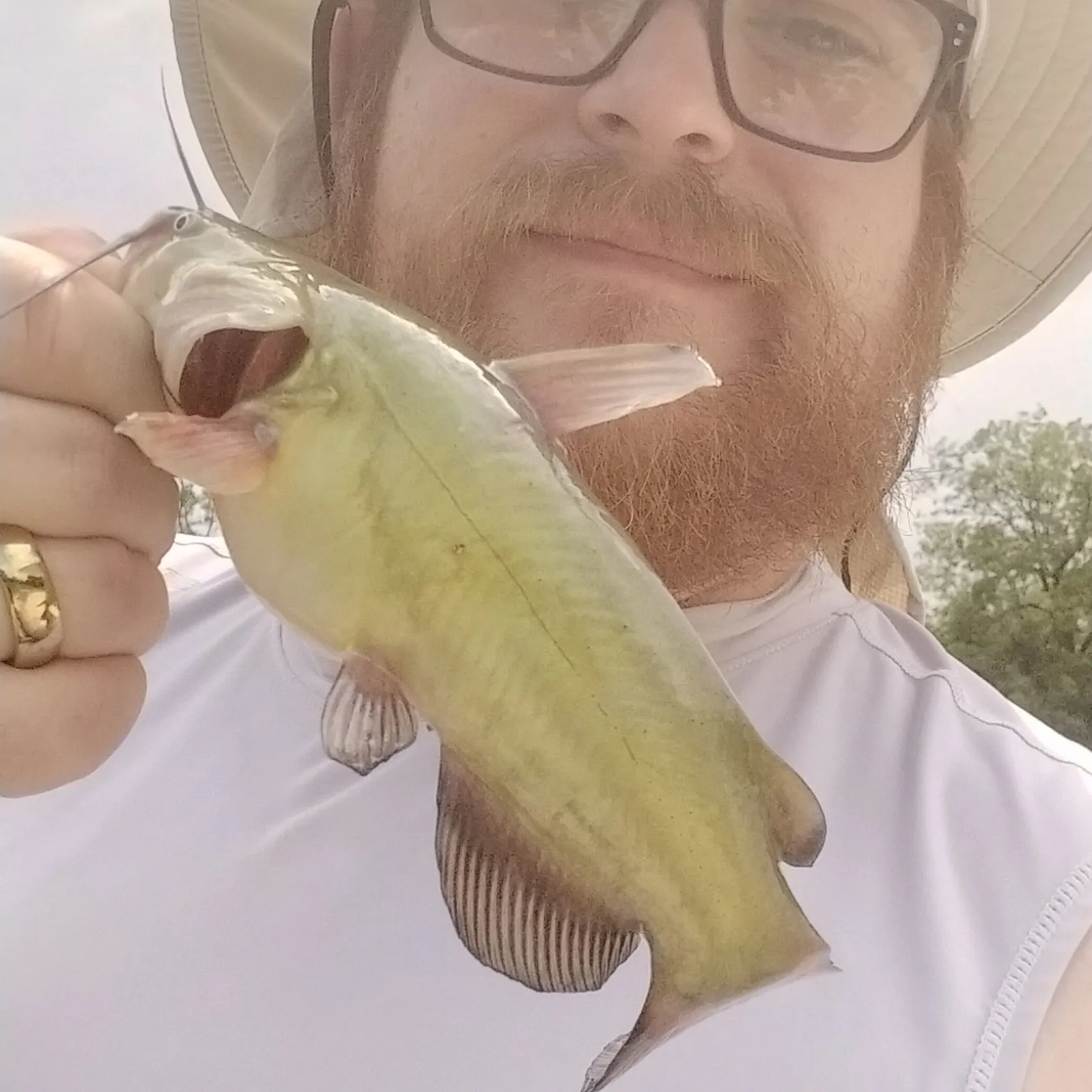 Channel catfish caught on Fishbrain