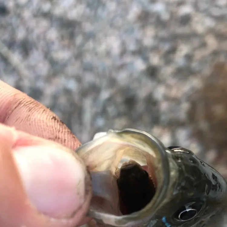 Green sunfish caught on Fishbrain